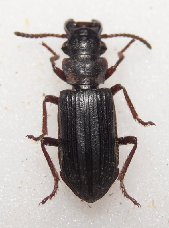 Carabidae 1.jpg