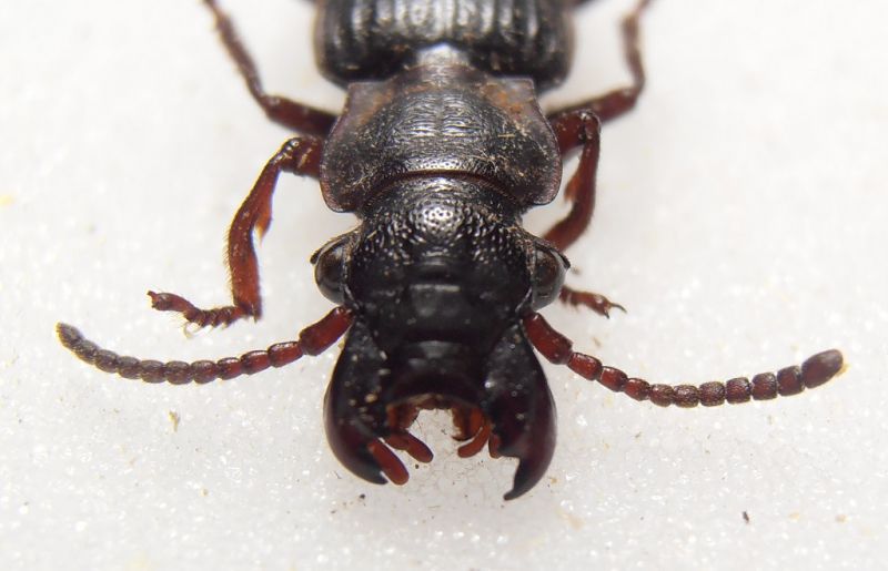 Carabidae 2.jpg