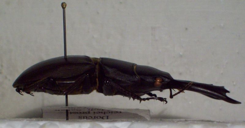 DORCUS 005.jpg