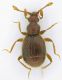 Pselaphydae_San-Gregorio_19-III-2010b.jpg