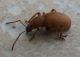 Coleoptera.jpg
