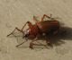 Coleoptera2.jpg