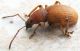 Coleoptera.jpg