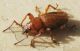 Coleoptera2.jpg