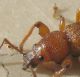 Coleoptera5.jpg