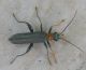coleoptera.jpg