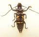 Cerambycidae Papua verso.jpg