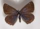 lycaenidae 004.jpg