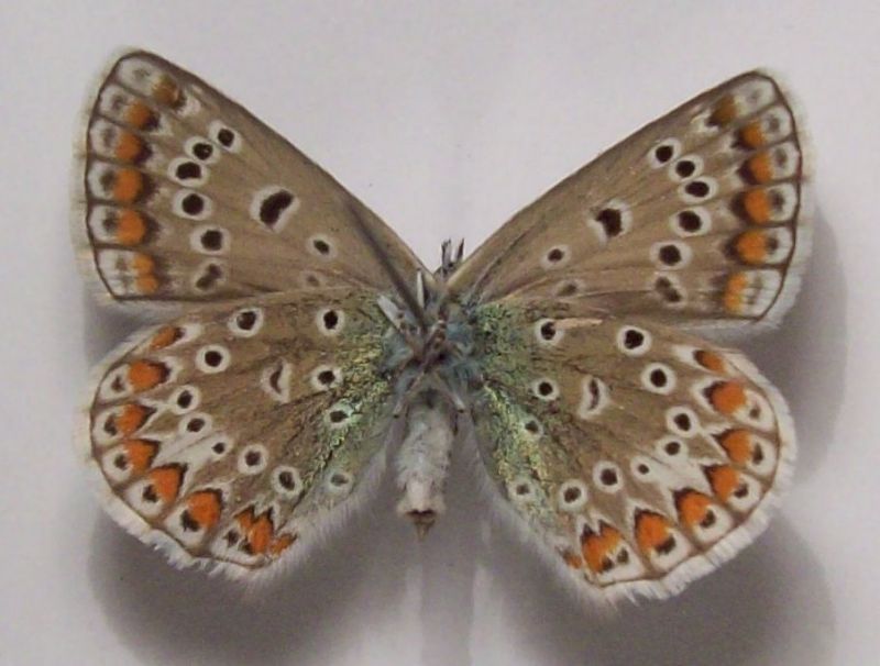 lycaenidae 005.jpg