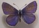 lycaenidae 001.jpg