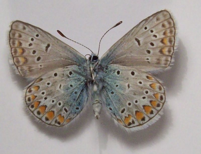 lycaenidae 003.jpg