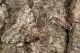 IMG_6594_Phigalia_pilosaria.jpg