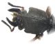Bledius furcatus (Olivier, 1811).jpg