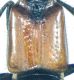 Gauropterus fulgidus (Fabricius, 1787) - Kopie - Kopie.jpg