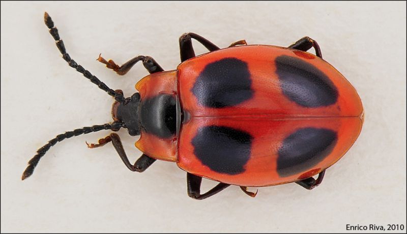 Endomychus_coccineus.jpg