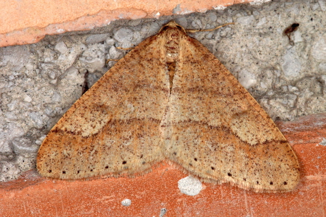 Agriopis marginaria copia.JPG