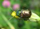 Chrysomelidae.jpg