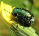 Chrysomelidae2.jpg
