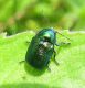 Chrysomelidae.jpg