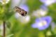 DSC_5775a.jpg