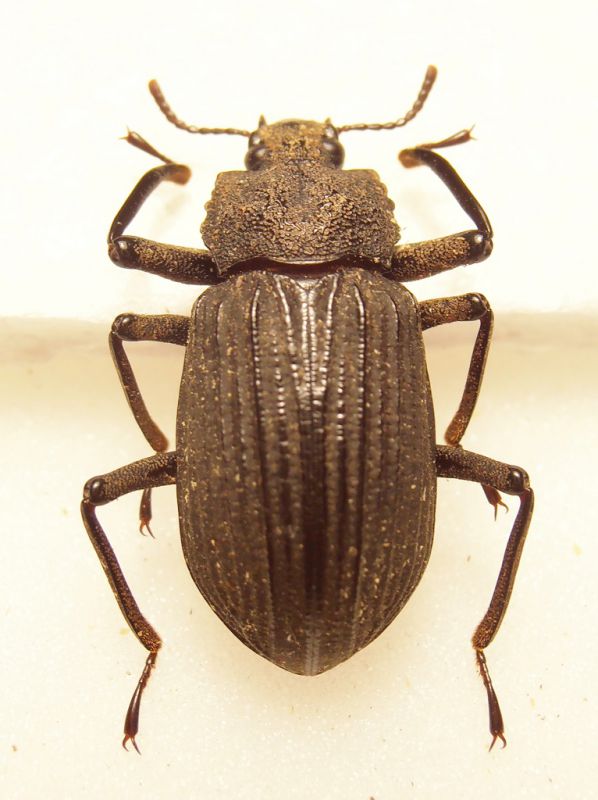 Tenebrionidae Papua.jpg