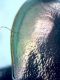 Harpalus siyah(1).jpg