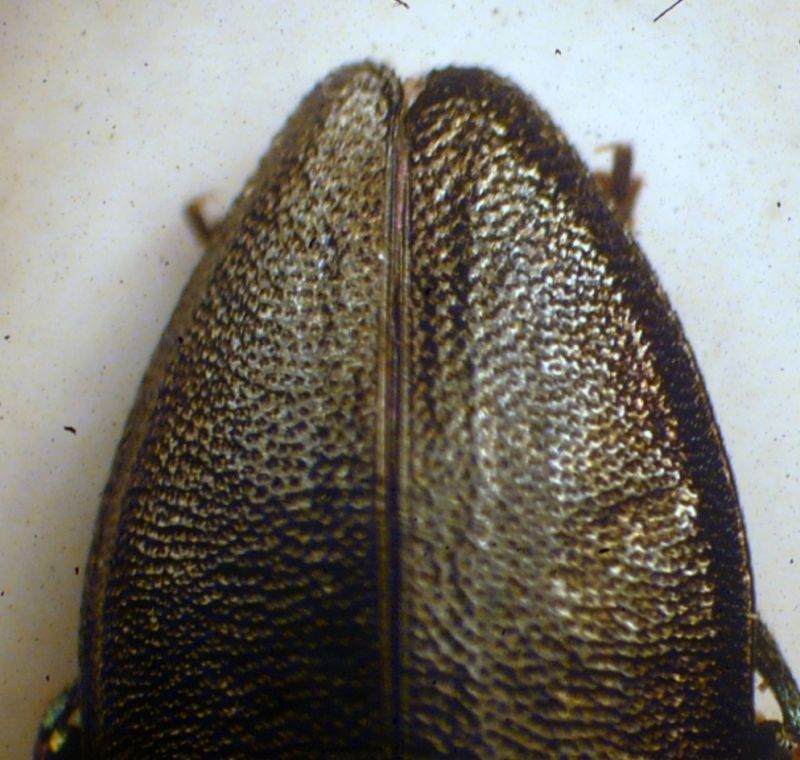 P1020815.JPG