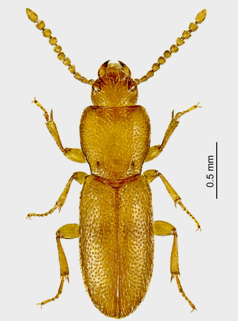 Osphyoplesius1.jpg