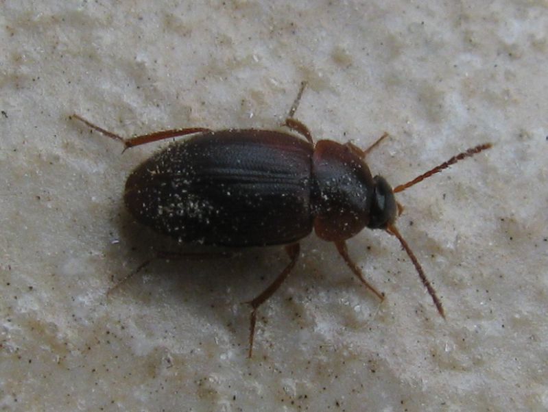 Coleoptera.jpg