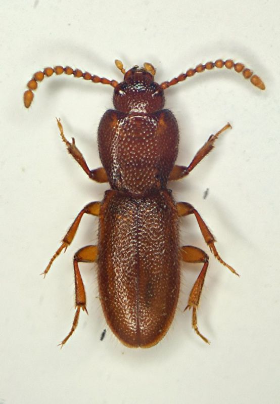 Osphyoplesis colacurcioi.JPG