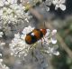 Chrysomelidae.jpg