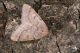 IMG_6813_Theria_rupicapraria.jpg