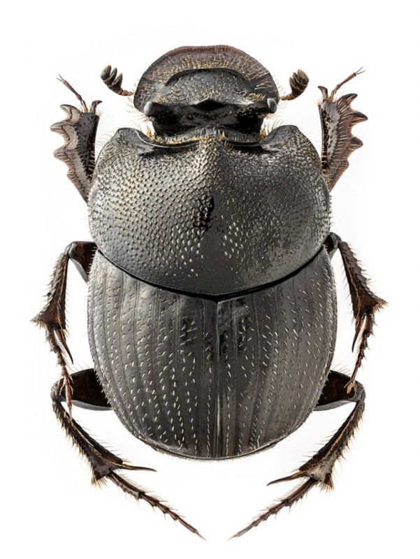 Onthophagus rodentium 1b.jpg