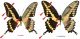 Heraclides_rumiko_vs_Heraclides_cresphontes_(36235).jpg