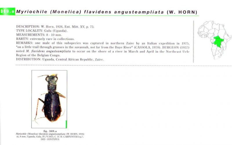 Myriochile (Monelica) flavidens ssp. (Guérin, 1849) - Kopie.jpg