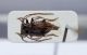 Exocentrus adspersus.jpg