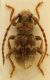 parmena_pubescens_rid1.JPG