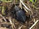 Capranica-Prenestina_30-III-2010_Dorcadion_1a.jpg