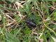 Capranica-Prenestina_30-III-2010_Dorcadion_2.jpg