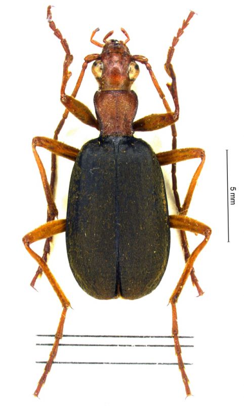 Brachinus Japan.jpg