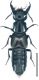 Philonthus splendens (Fabricius, 1792).jpg