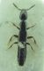 Staphylinidae2.jpg