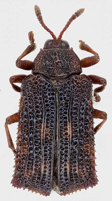 Philippines_Mindanao_Mizamis_Or_Balingasag_V-2014_4,5mm_grey.jpg