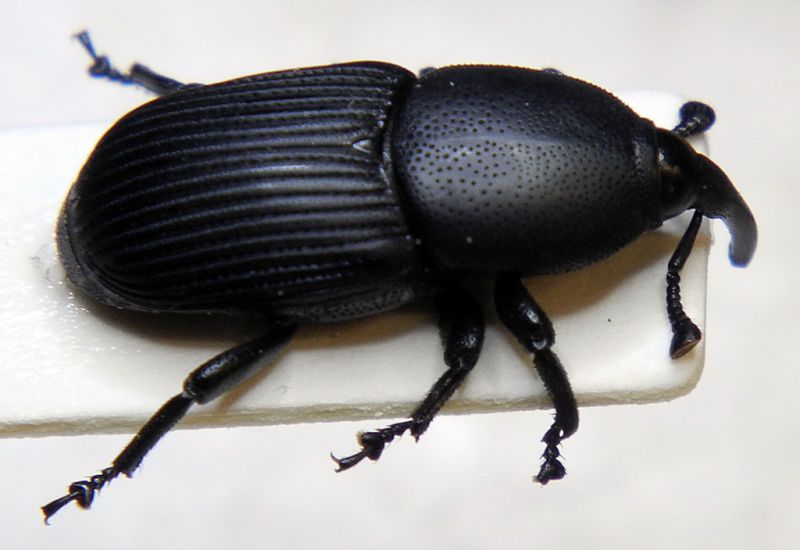 Scyphophorus-pugliese.jpg