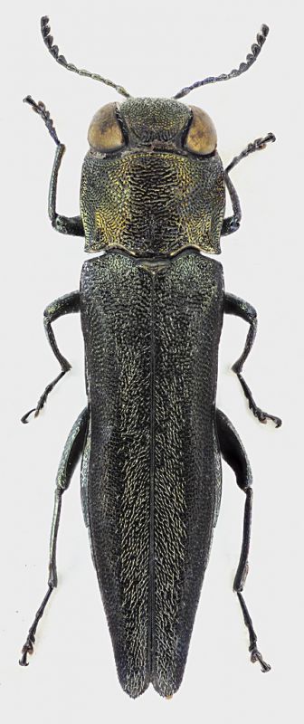 Agrilus_Philippines_Eastern_Luzon_Quirino_Nagtipunan_V-2014_6,2mm_grey.jpg