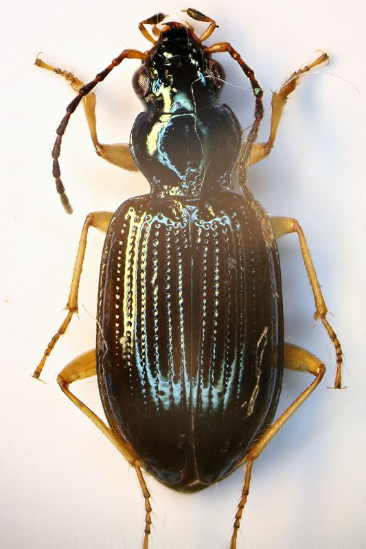 (Carabidi) Bembidion 02.jpg