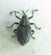 Curculionidae.jpg