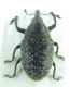 Curculionidae.jpg