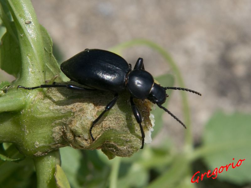 Mercurialis annua 20-03-2015 IMG_9443.jpg