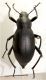Tenebrionidae_Mallorka_min.jpg